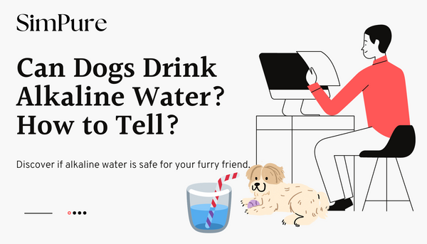 Can Dogs Drink Alkaline Water? How to Tell?