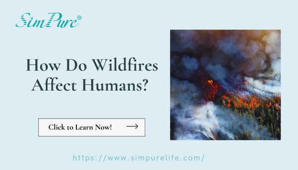 How Do Wildfires Affect Humans? Impacts & Protective Steps