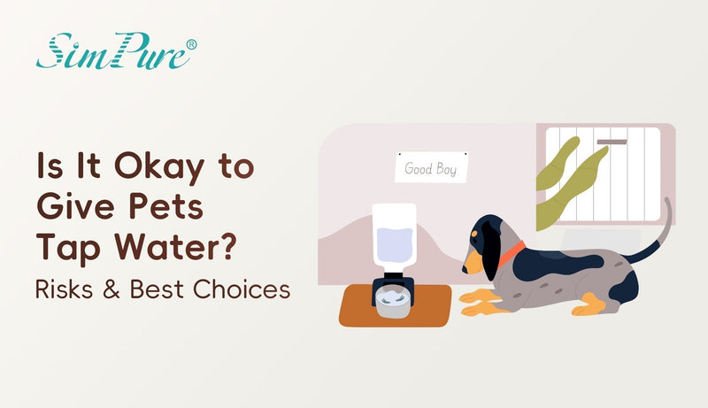 Is It Okay to Give Pets Tap Water? Risks & Best Choices